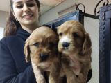 A Kali̇te Ameri̇kan Cocker Bebekleri̇mi̇z