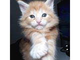 Minik Dev Bebekler