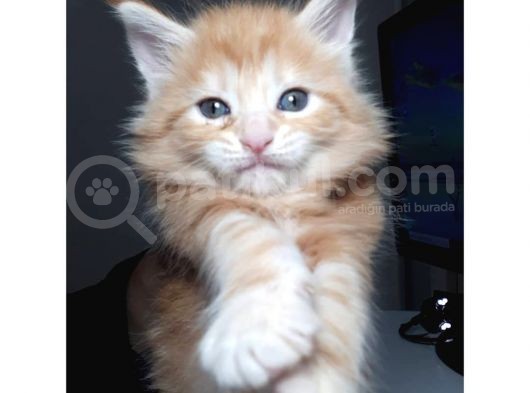 Minik Dev Bebekler görsel