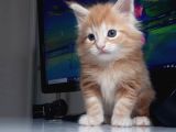 Minik Dev Bebekler