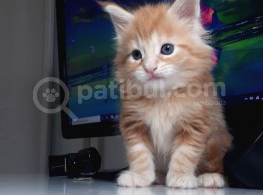 Minik Dev Bebekler