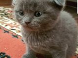 Scotti̇sh Fold Kedi̇leri̇mi̇z