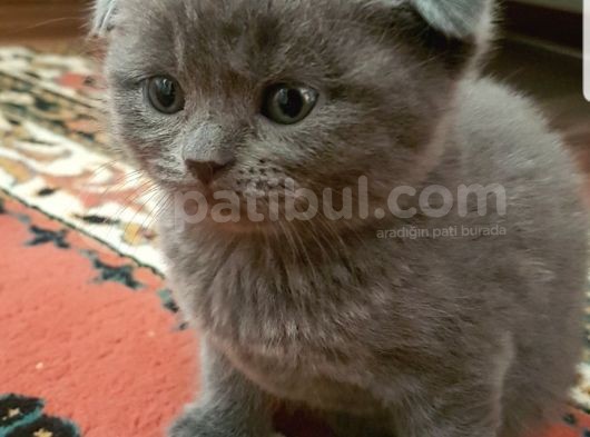 Scotti̇sh Fold Kedi̇leri̇mi̇z görsel