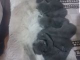Scotti̇sh Fold Kedi̇leri̇mi̇z