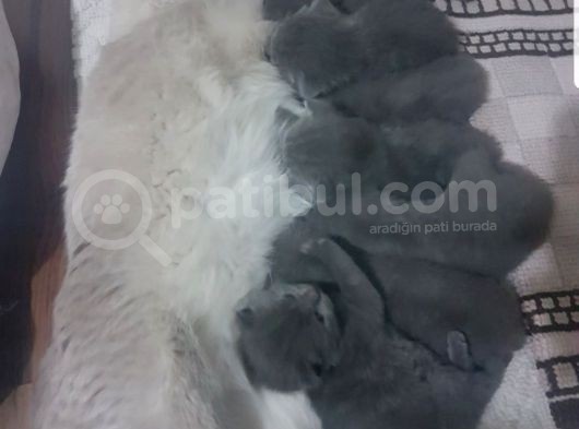 Scotti̇sh Fold Kedi̇leri̇mi̇z görsel