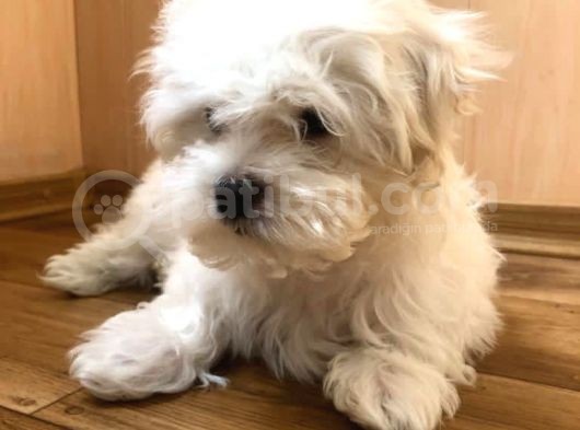 Orj. Babyface Maltese Teri̇er  Bebeklerimiz görsel