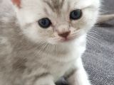 British Shorthair Silver Yavrularımız Yuva Arıyor (Son 1 Adet Kaldı)