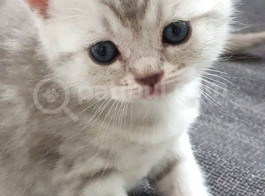 British Shorthair Silver Yavrularımız Yuva Arıyor (Son 1 Adet Kaldı) görsel