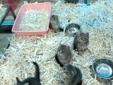 Orj Babyface British Shorthair Wiskas Bebeklerimiz