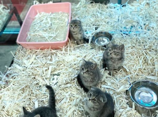Orj Babyface British Shorthair Wiskas Bebeklerimiz görsel
