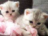 British Shorthair Silver Yavrularımız Yuva Arıyor (Son 1 Adet Kaldı)
