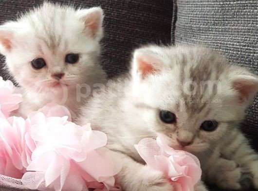 British Shorthair Silver Yavrularımız Yuva Arıyor (Son 1 Adet Kaldı)