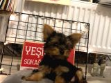 Orj. Babyface Yorkshi̇re Teri̇er Bebeklerimiz