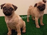 Orjinal Pug Mops Erkek Yavrular