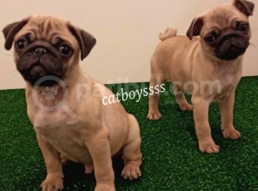 Orjinal Pug Mops Erkek Yavrular