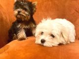 Dişi Yorkshire Terrier