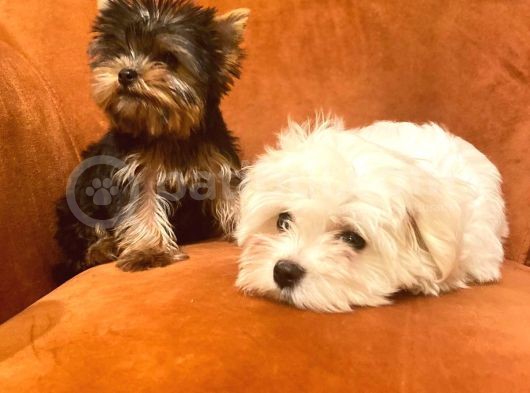 Dişi Yorkshire Terrier