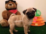 Orjinal Pug Mops Erkek Yavrular