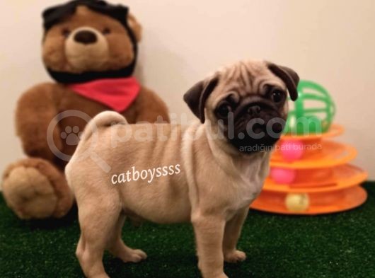 Orjinal Pug Mops Erkek Yavrular görsel