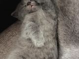 British Shorthair Yavru