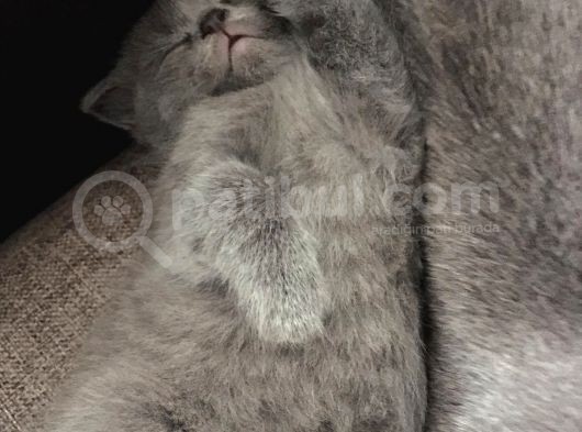 British Shorthair Yavru