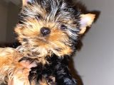 Dişi Yorkshire Terrier