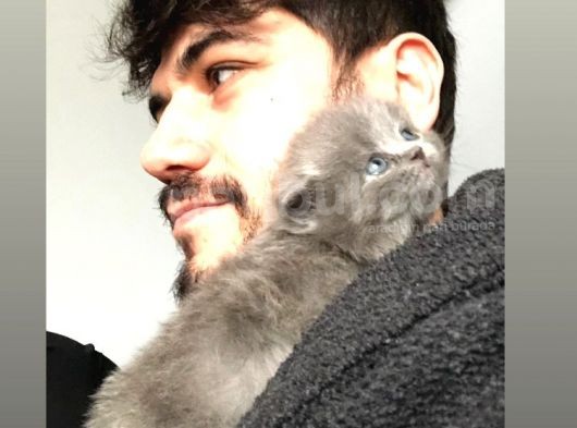 British Shorthair Yavru görsel