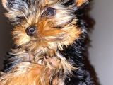 Dişi Yorkshire Terrier
