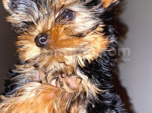 Dişi Yorkshire Terrier görsel