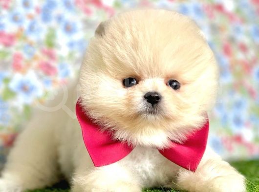Pomeranian Boo Yavrulari... ♡ görsel