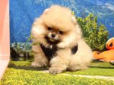 Pomeranian Boo Yavrulari... ♡
