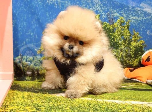Pomeranian Boo Yavrulari... ♡ görsel