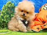 Pomeranian boo yavrulari... ♡
