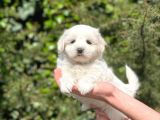 Maltese Terrier