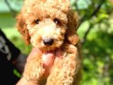 Orjinal Toy Poodle