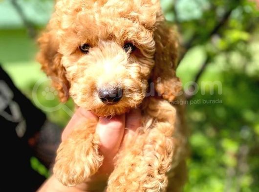 Orjinal Toy Poodle görsel