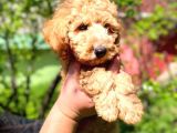 Orjinal Toy Poodle