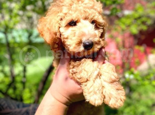 Orjinal Toy Poodle görsel