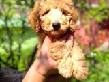 Orjinal Toy Poodle