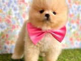 Safkan Beyaz Pomerani̇an Teddy Bear