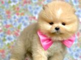 Safkan Beyaz Pomerani̇an Teddy Bear