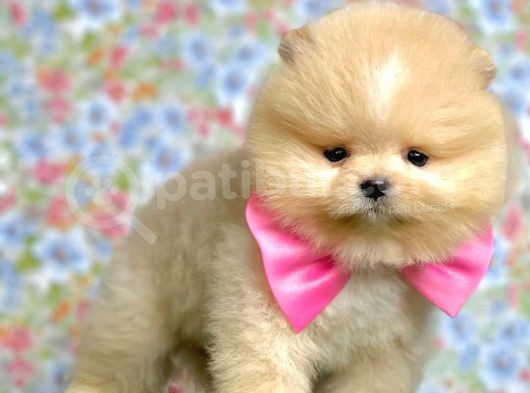 Safkan Beyaz Pomerani̇an Teddy Bear