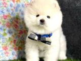 Safkan Beyaz Pomerani̇an Teddy Bear Di̇şi̇ Ve Erkek