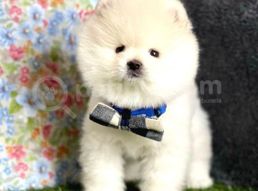 Safkan Beyaz Pomerani̇an Teddy Bear Di̇şi̇ Ve Erkek görsel
