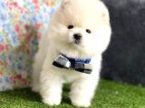 Safkan Beyaz Pomerani̇an Teddy Bear Di̇şi̇ Ve Erkek
