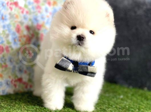 Safkan Beyaz Pomerani̇an Teddy Bear Di̇şi̇ Ve Erkek