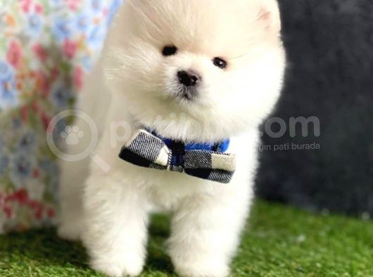Safkan Beyaz Pomerani̇an Teddy Bear Di̇şi̇ Ve Erkek görsel