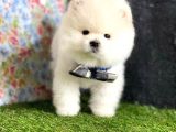 Safkan Beyaz Pomerani̇an Teddy Bear Di̇şi̇ Ve Erkek