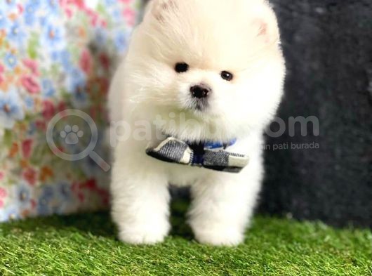 Safkan Beyaz Pomerani̇an Teddy Bear Di̇şi̇ Ve Erkek görsel