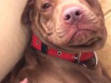 16 Aylık SCR li Kimlikli American Bully